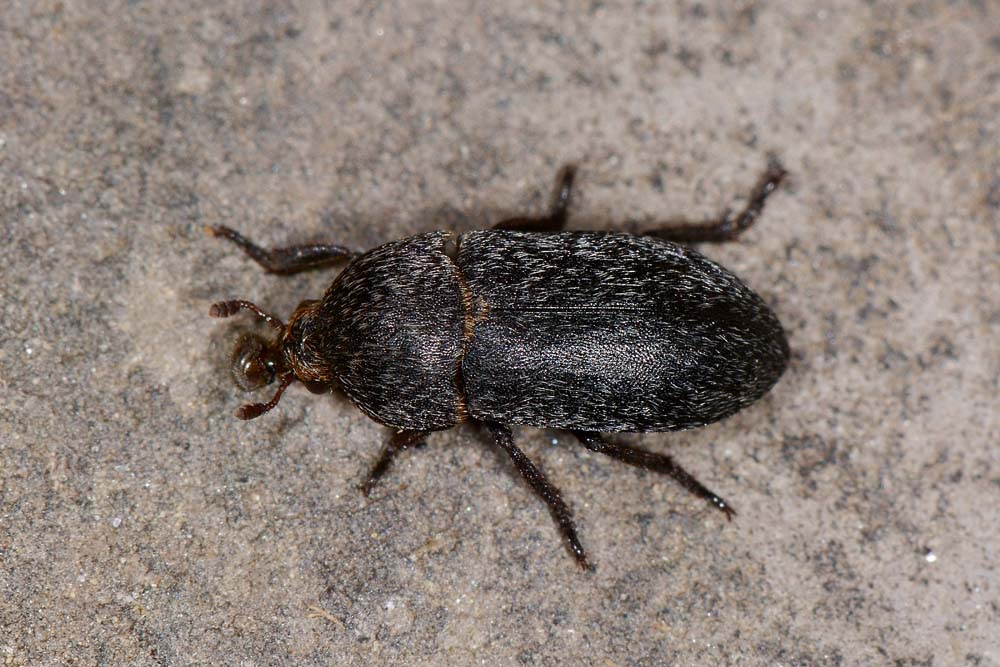 Dermestes laniarius (Dermestidae)